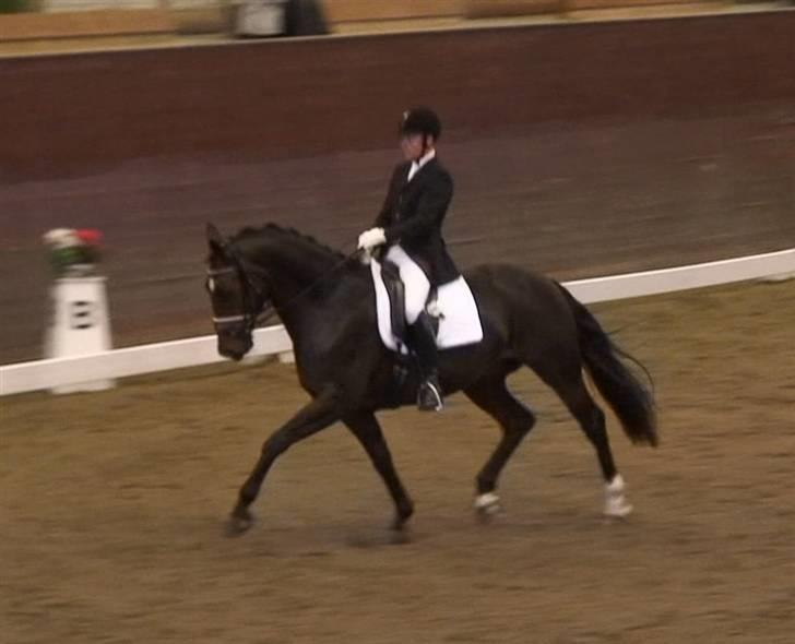 Dansk Varmblod All Right  - All Right og Morten til Semifinalen den 28.sep 08, hvor de red 8,04 % og kval. sig til finalen i Odense :D billede 13