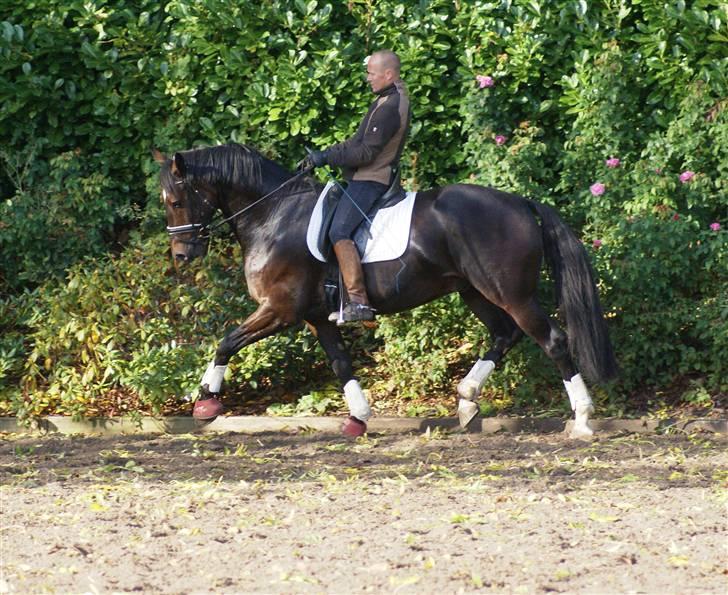 Dansk Varmblod All Right  - all right og morten 4/10-08 billede 18