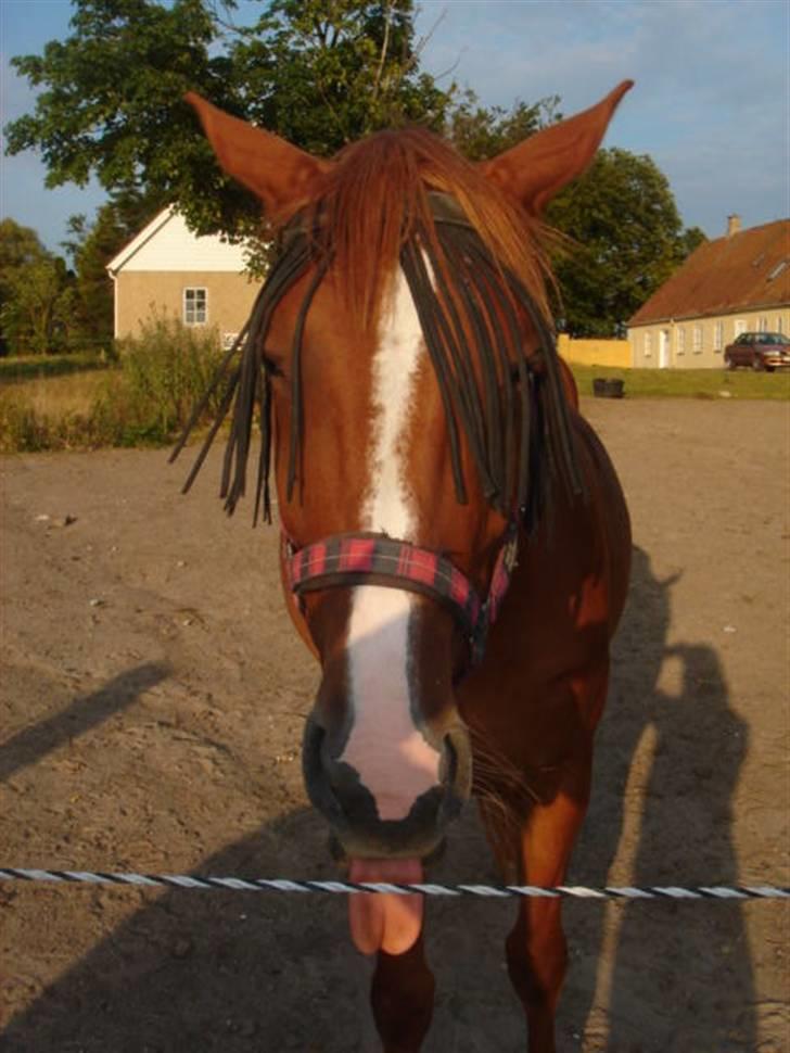 Anden særlig race Lulu Petrica Qwist SOLGT - Hej og velkommen til min side. Ja jeg er en virkelig charmerende Hesti :P billede 1