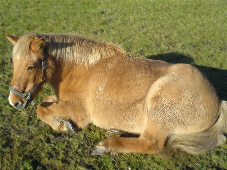 Islænder Thor/ÞÓR frá Þorlákshöfn, - R.I.P - Thor:-) .. foto: mathilde Simonsen billede 12