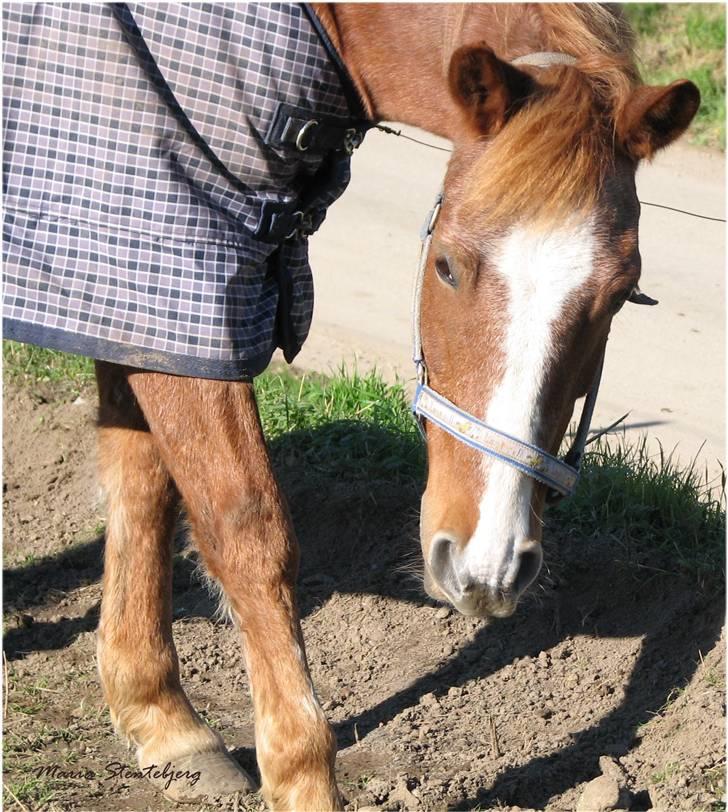 Hollandsk Sportspony caya - caya på fold<3 billede 1