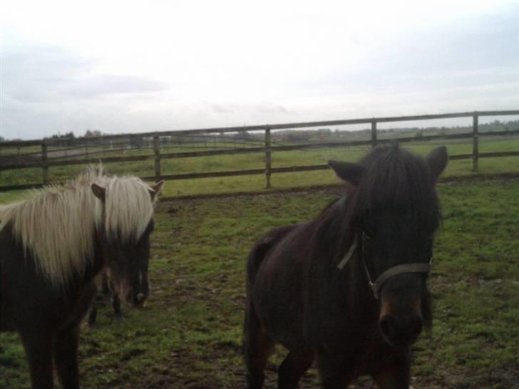 Islænder Hervar f. Lykkesholm - Otto ( Hervar) og Trold (Loki) .. i er så nuttede :) billede 9