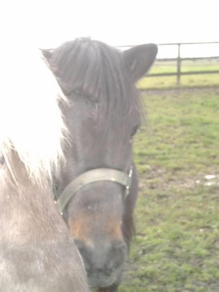 Islænder Hervar f. Lykkesholm - Trold kom lige ind i billedet :p haha , sødt ! billede 10