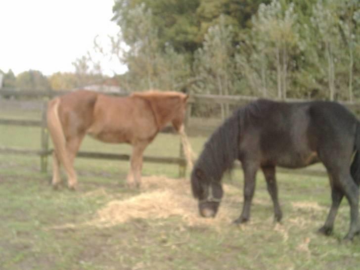 Islænder Hervar f. Lykkesholm - Flenna og Hervar ..  billede 11