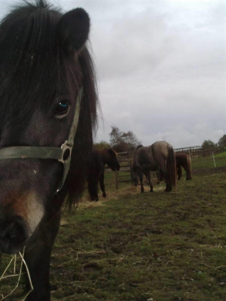 Islænder Hervar f. Lykkesholm - Umm.. det her hø smager godt :) Hvad laver du Zelina? billede 12