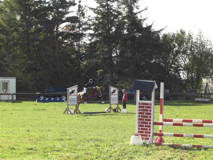 Hollandsk Sportspony caya - caya og mig til stævne<3          rødekro. billede 2