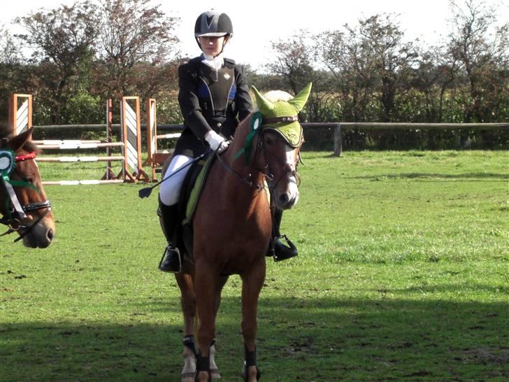 Hollandsk Sportspony caya - caya...." lære ALDRIG..... at stå STILLE....."       rødekro. billede 3