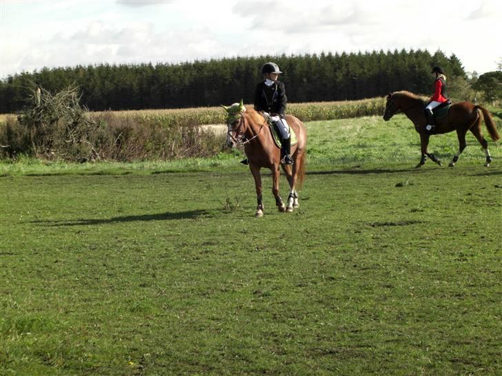 Hollandsk Sportspony caya - tager lige en pause inden næste klasse.       rødekro. billede 4