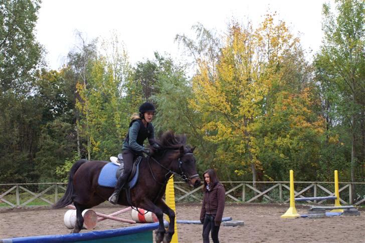 Welsh Pony af Cob-type (sec C) Ellekildes Luna - og igen... Kig ikke på mit ansigt :D billede 10