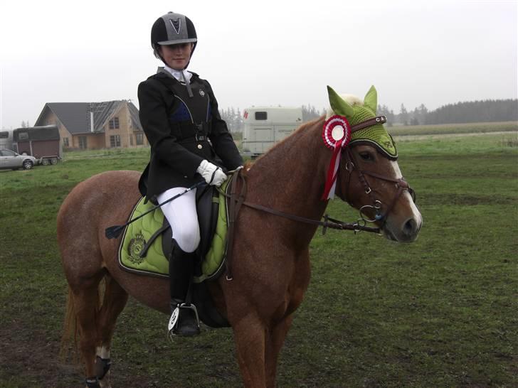 Hollandsk Sportspony caya - ??=?? søde caya. billede 5