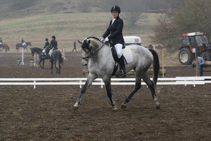 Trakehner Kaukasus - Kaukasus i Langå 2011 CNC90 billede 1