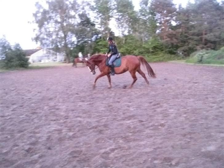 Dansk Varmblod Ascot *solgt* :'( <3 - ja vi hygger billede 15