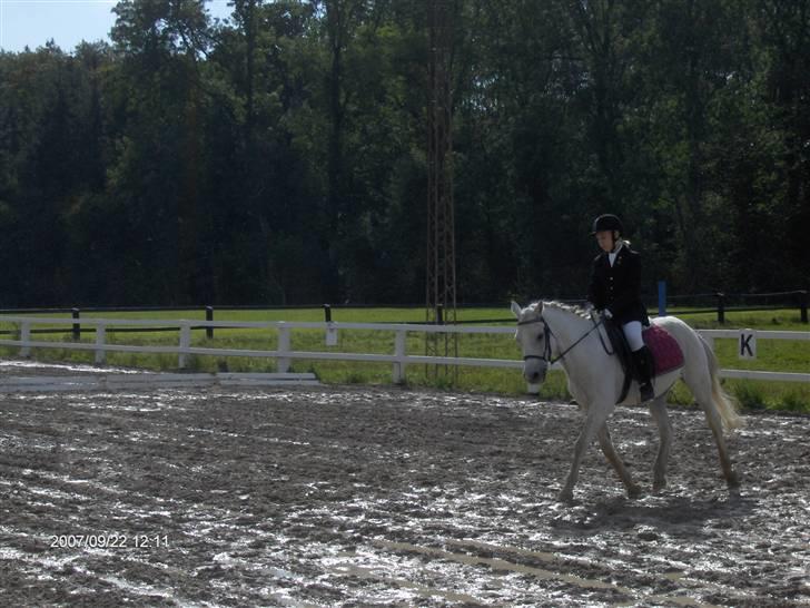 Anden særlig race /connemara bambuska R.I.P - klubmesterskab LC1     foto: min mor. billede 2