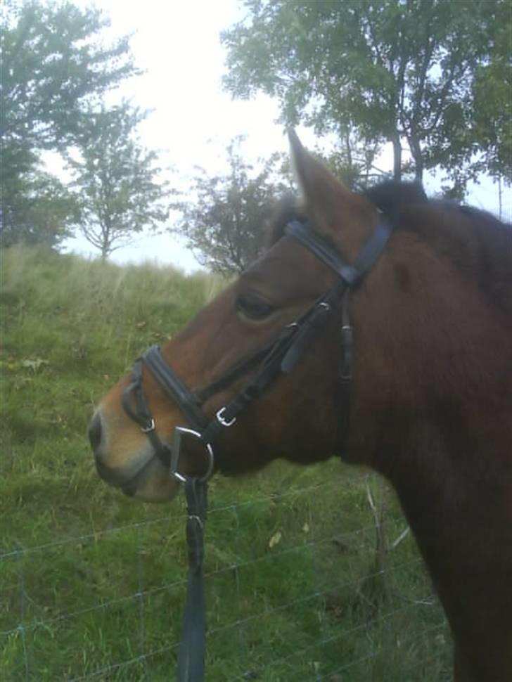 Anden særlig race Brune - Brune <3 billede 2