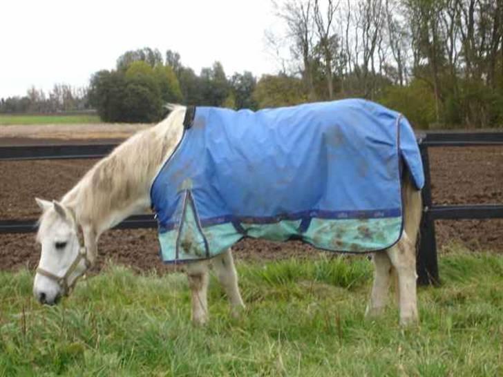 Anden særlig race /connemara bambuska R.I.P - på fold:D      foto: ? billede 3