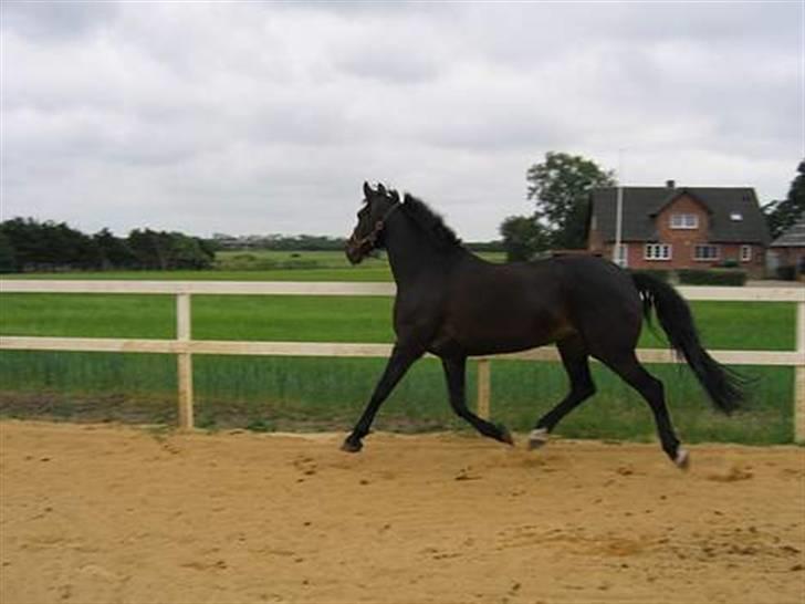 Dansk Varmblod Madness *SOLGT* - Madness i Vejrup, kort efter Sara havde købt hende, hvor hun stadig har sine flotte muskler! billede 10