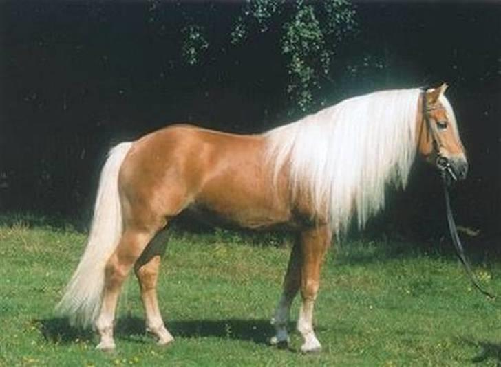 Haflinger Santana billede 18