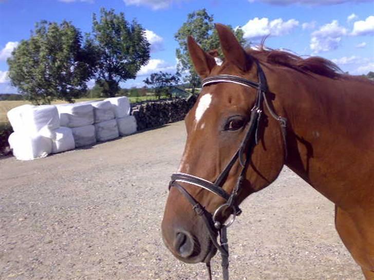 Dansk Varmblod Soltarie Dunemose*Død :( * - smukke .. <3 billede 1