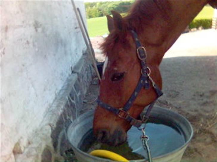 Dansk Varmblod Soltarie Dunemose*Død :( * - Dejligt med noget vand ! jeg elsker vand haha xD billede 2