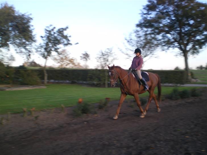 Dansk Varmblod Soltarie Dunemose*Død :( * - dressur på banen :D billede 3