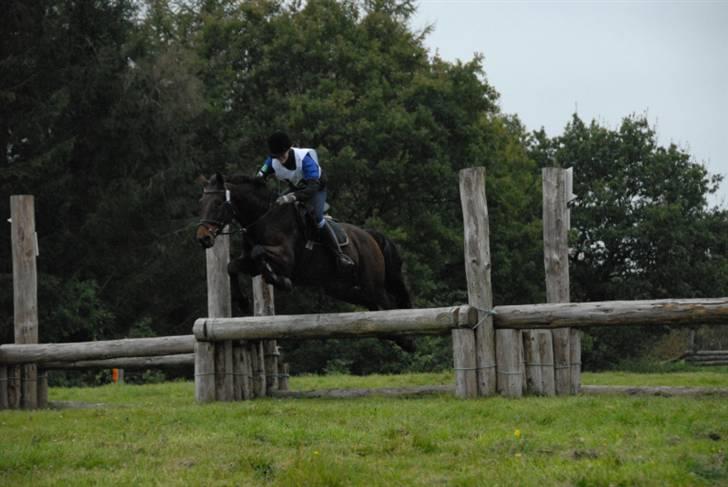 Dansk Varmblod Falypso Bell - Hammel d. 7. okt. ´07, her vandt vi, for første gang, CNC90! billede 6