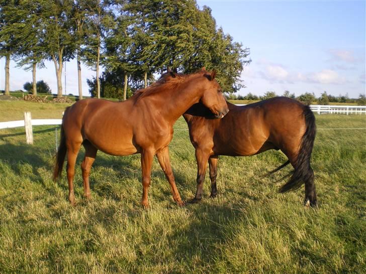 Dansk Varmblod Soltarie Dunemose*Død :( * - Nusse Nusse ! ;D billede 4