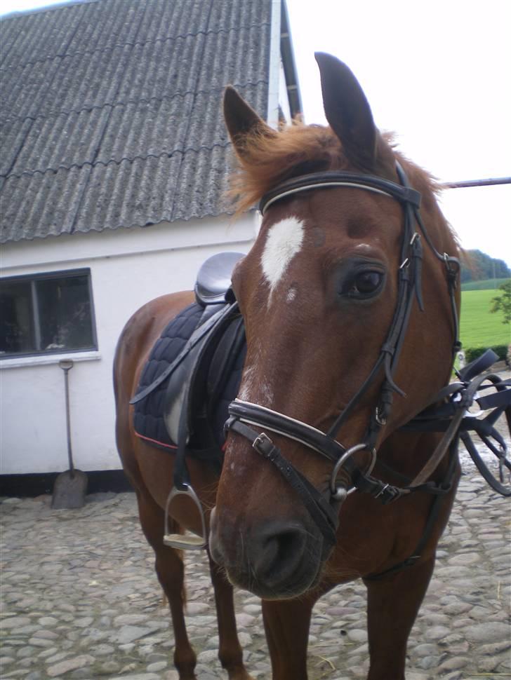 Dansk Varmblod Soltarie Dunemose*Død :( * - klar til at ride xD billede 5