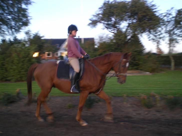 Dansk Varmblod Soltarie Dunemose*Død :( * - jeg sidder som en klovn og er en klovn haha ! xD billede 6