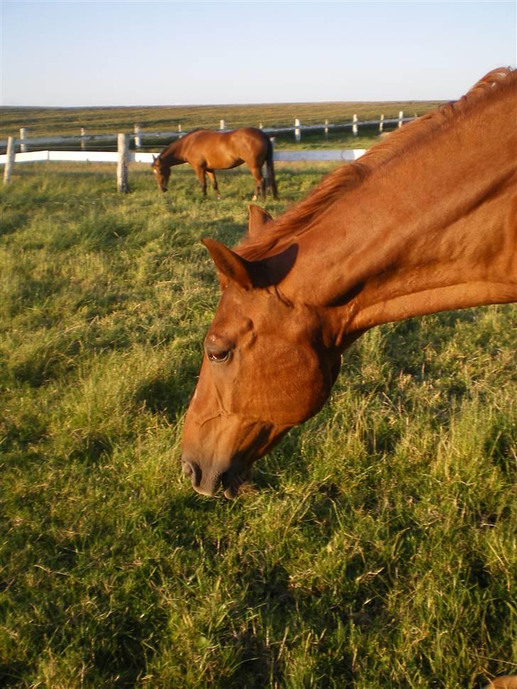 Dansk Varmblod Soltarie Dunemose*Død :( * - :-* billede 7