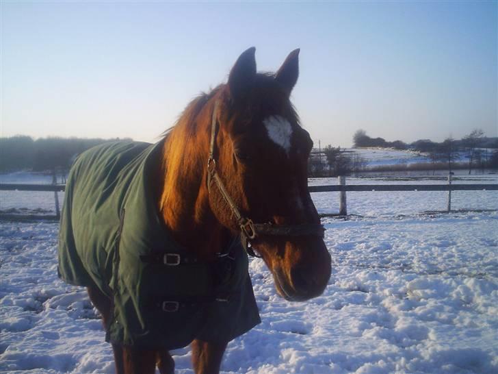 Dansk Varmblod Soltarie Dunemose*Død :( * - vinter 2006 ! billede 8