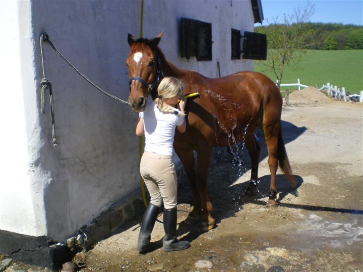 Dansk Varmblod Soltarie Dunemose*Død :( * - vand kamp.. ej har kontrol over slangen.. muhahaha xD billede 9
