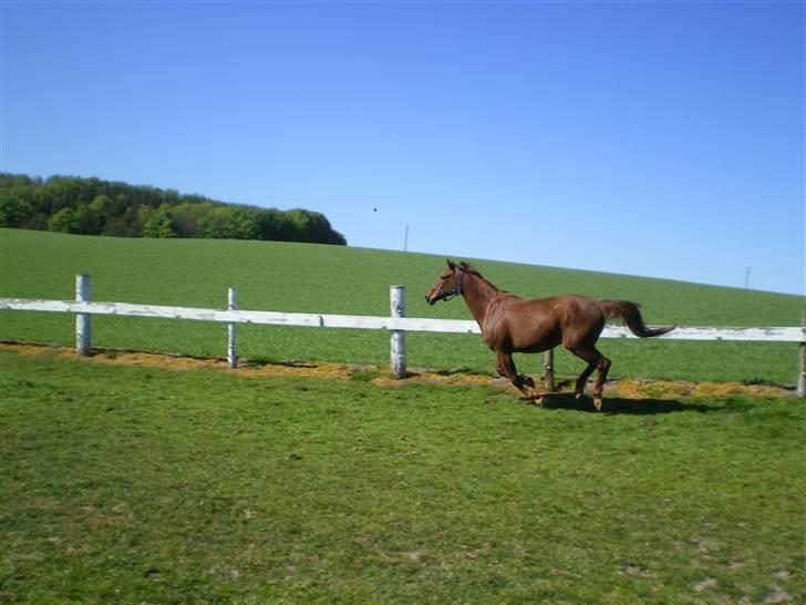 Dansk Varmblod Soltarie Dunemose*Død :( * - Galop :D  billede 10