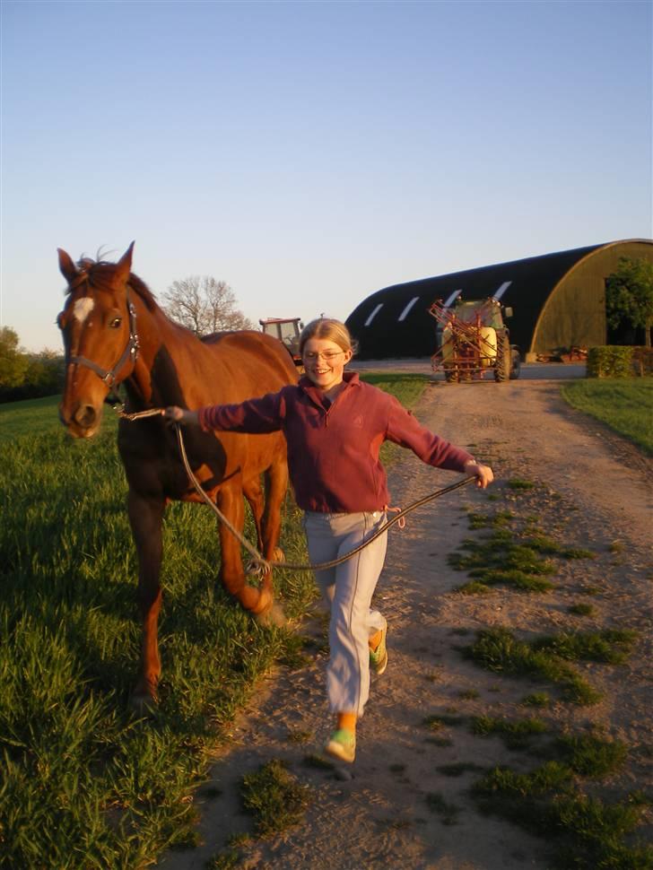 Dansk Varmblod Soltarie Dunemose*Død :( * - maj 2007 billede 11