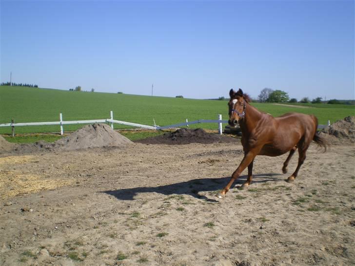 Dansk Varmblod Soltarie Dunemose*Død :( * - på folden ..  billede 12
