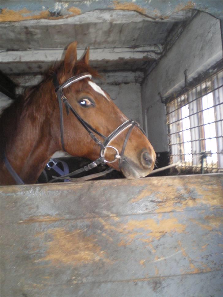 Dansk Varmblod Soltarie Dunemose*Død :( * billede 13