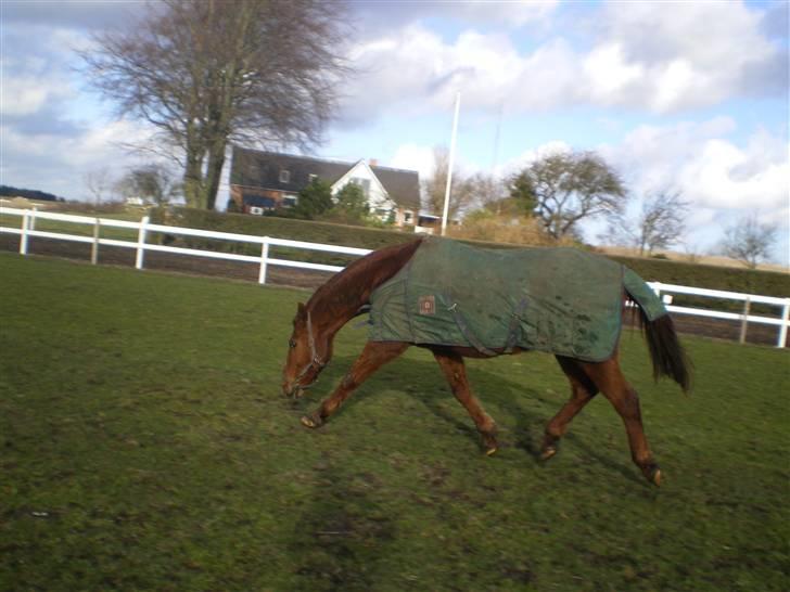 Dansk Varmblod Soltarie Dunemose*Død :( * - trav !!!  billede 14