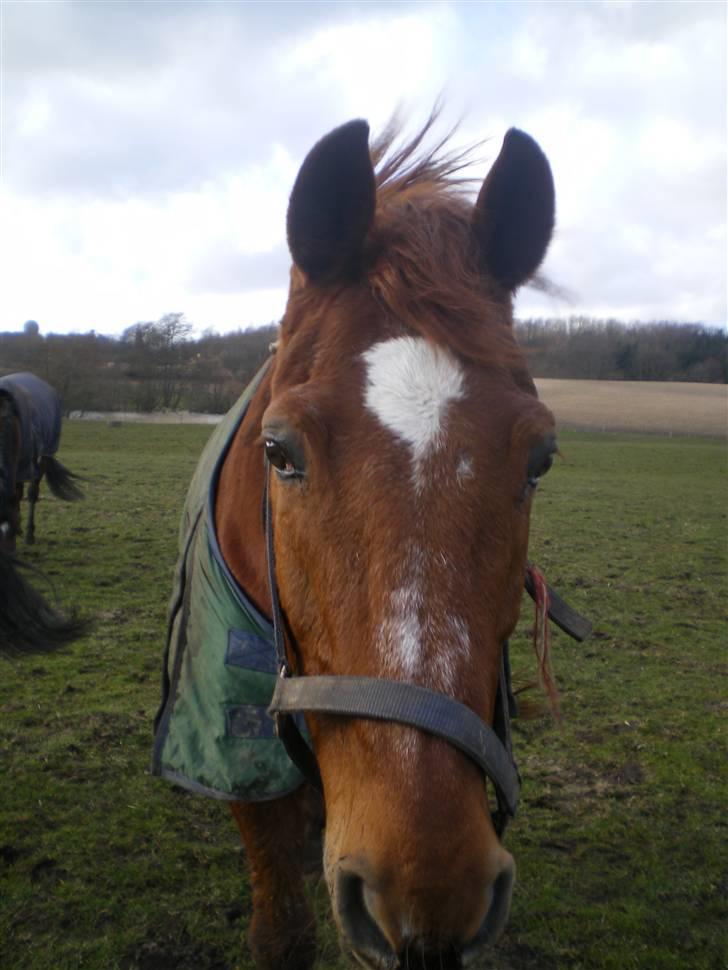 Dansk Varmblod Soltarie Dunemose*Død :( * - søde .. <3  billede 15