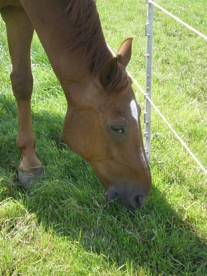 Dansk Varmblod Soltarie Dunemose*Død :( * - græs = skøøøøøøøønt xP billede 16