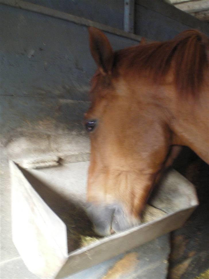 Dansk Varmblod Soltarie Dunemose*Død :( * - mad = endu skøøøøøøøøøøøøøøøøøøøøøønere !!!  billede 17