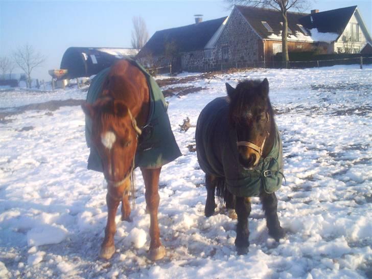 Dansk Varmblod Soltarie Dunemose*Død :( * - vinter 2006 billede 18
