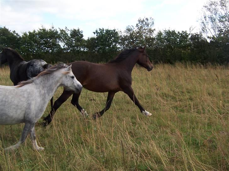 Welsh Cob (sec D) Lillelunds Hailey solgt billede 9