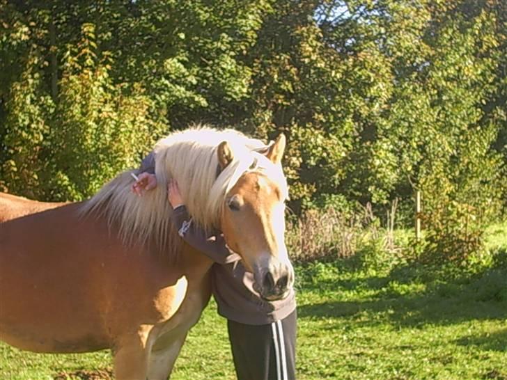 Haflinger Adios - af alle de kram du fik af mig var det her det sidste .. :( billede 11