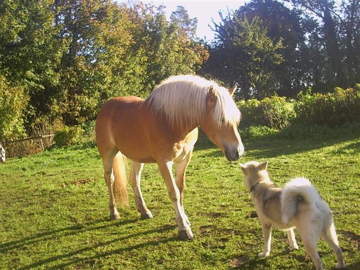 Haflinger Adios - du var så glad for alle , selv midja .. du ville bare lege. billede 12