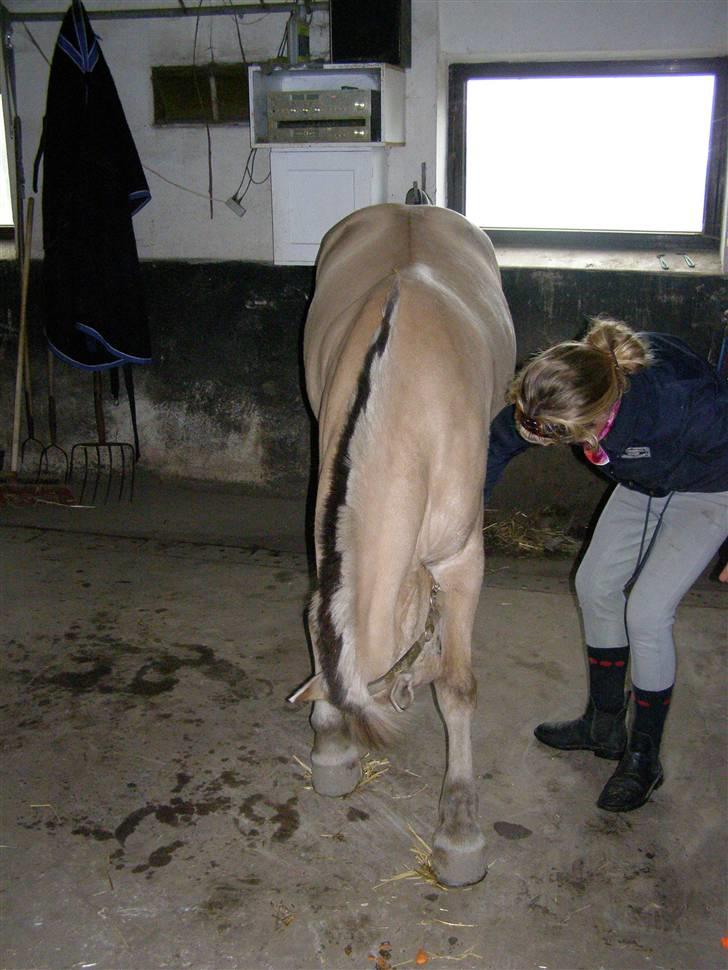 Fjordhest Krogsholt Nicole billede 2