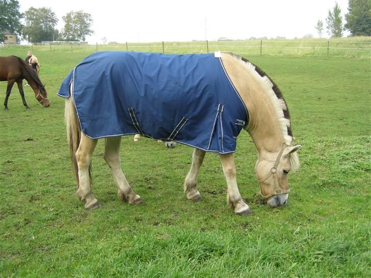 Fjordhest Krogsholt Nicole billede 3