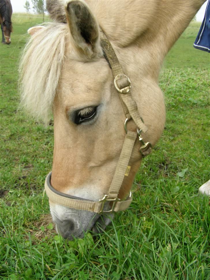 Fjordhest Krogsholt Nicole billede 4