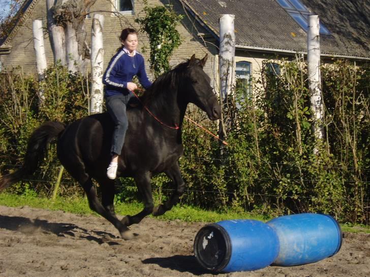 Dansk Varmblod Renel billede 6