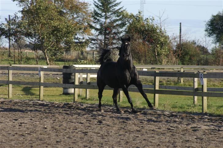 Oldenborg Loberg´s Lillemand - Se r j ik smuk billede 18