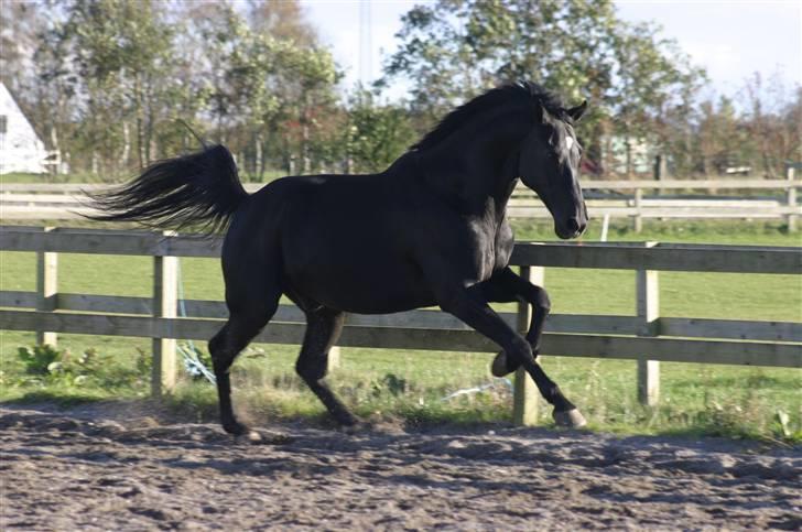 Oldenborg Loberg´s Lillemand - Den smukkeste hest... billede 19