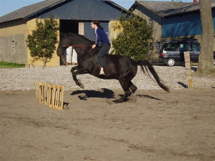 Dansk Varmblod Renel billede 8